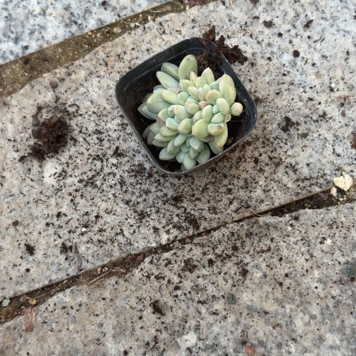 奶糕多肉植物奶糕