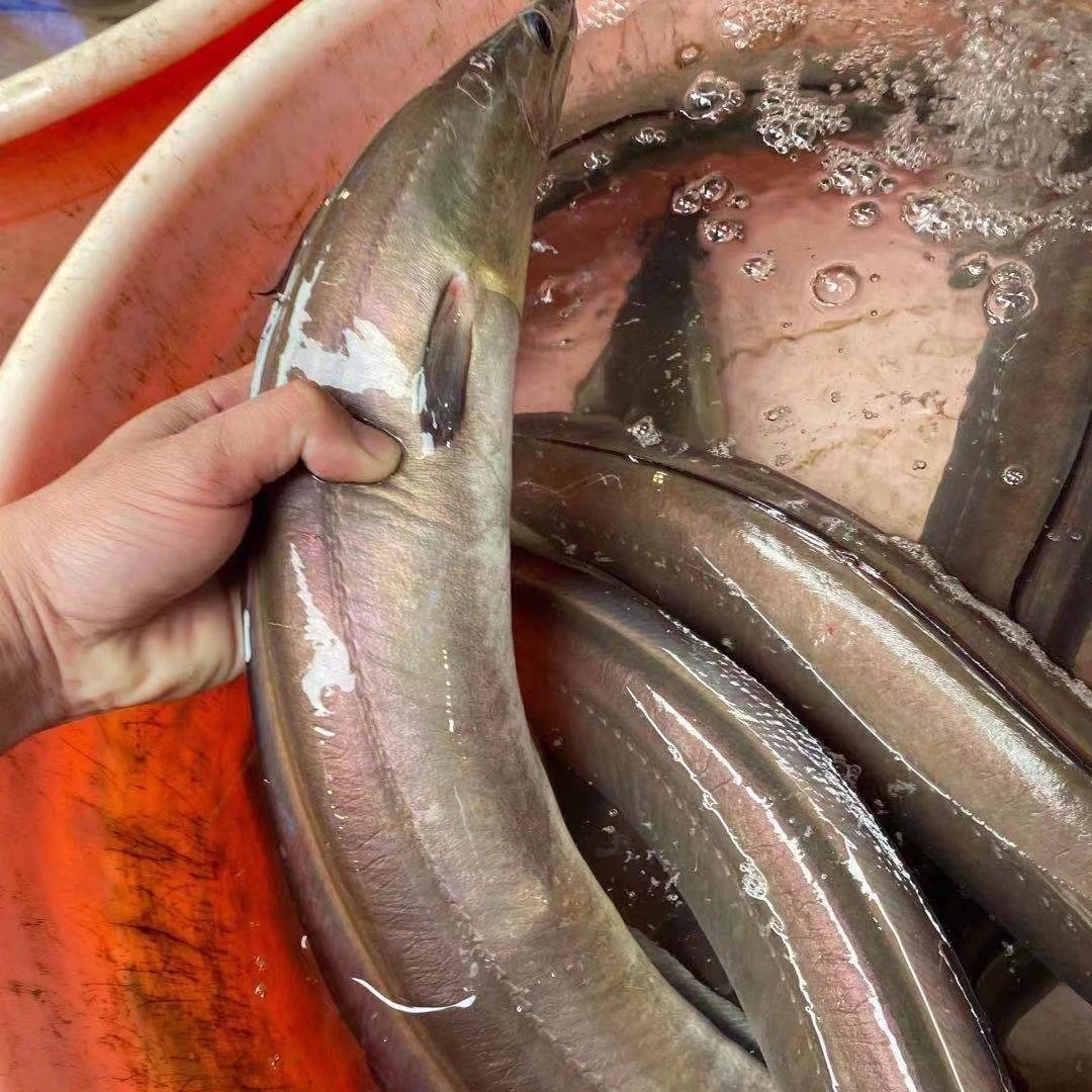 爆腌海鳗青鳗（身段）3斤左右大青鳗切段腌制宁波口味清蒸即可