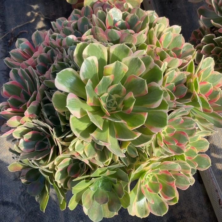 990妖月精品法师多肉