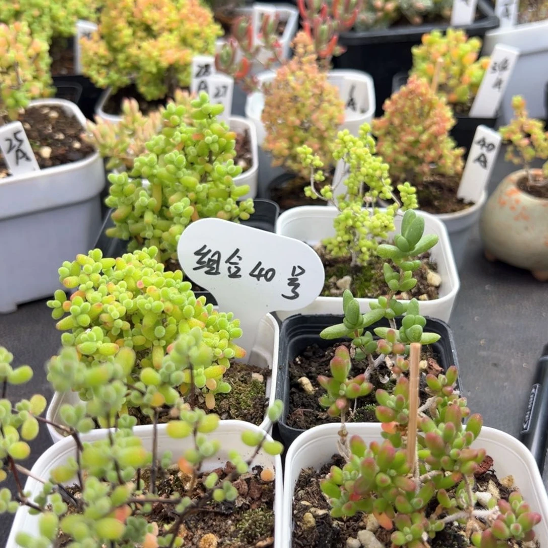 新手福利组合40 号