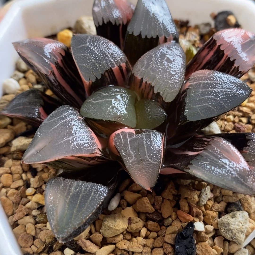 487和田玉克锦一物一拍