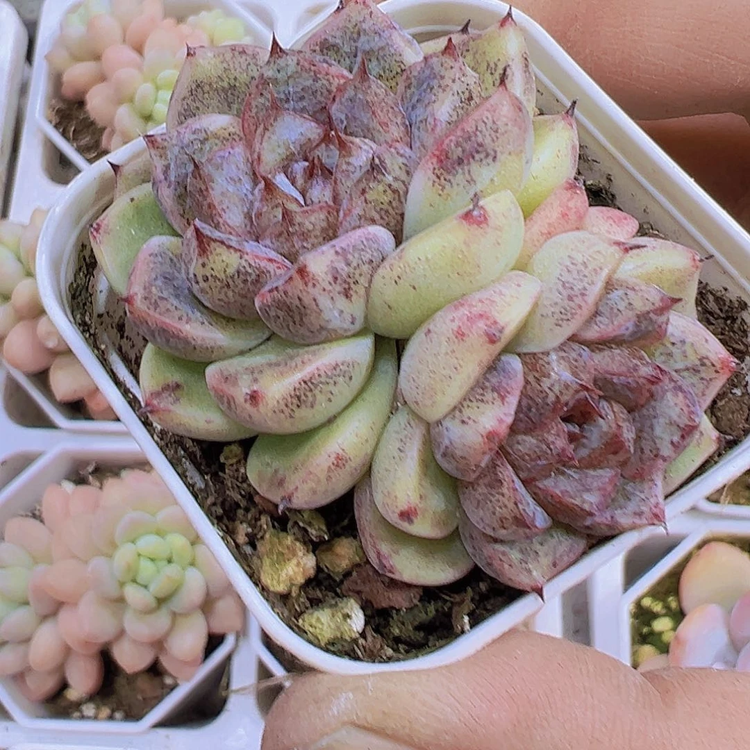 双头赤水晶19包邮