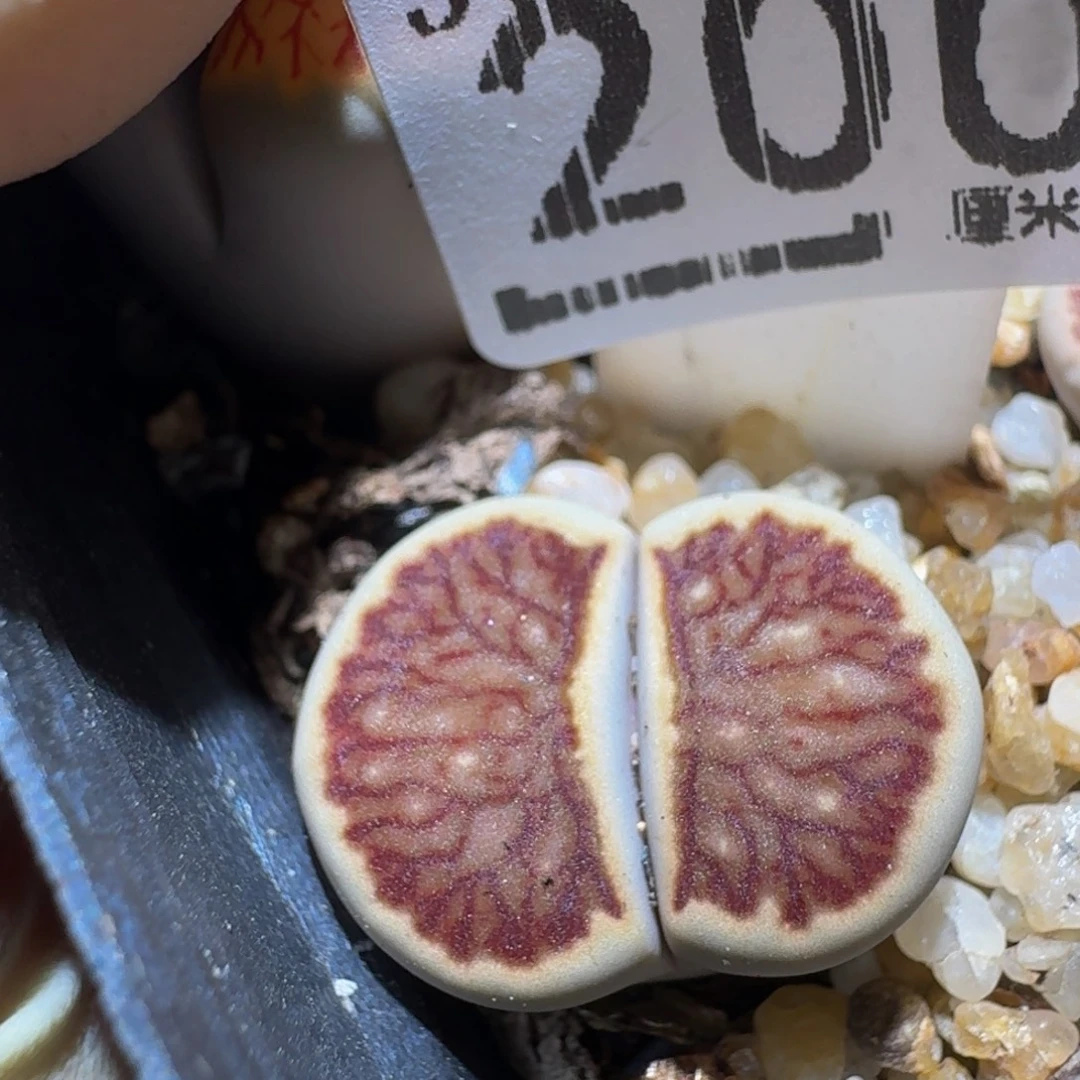 zzzz生石花肉锥2002