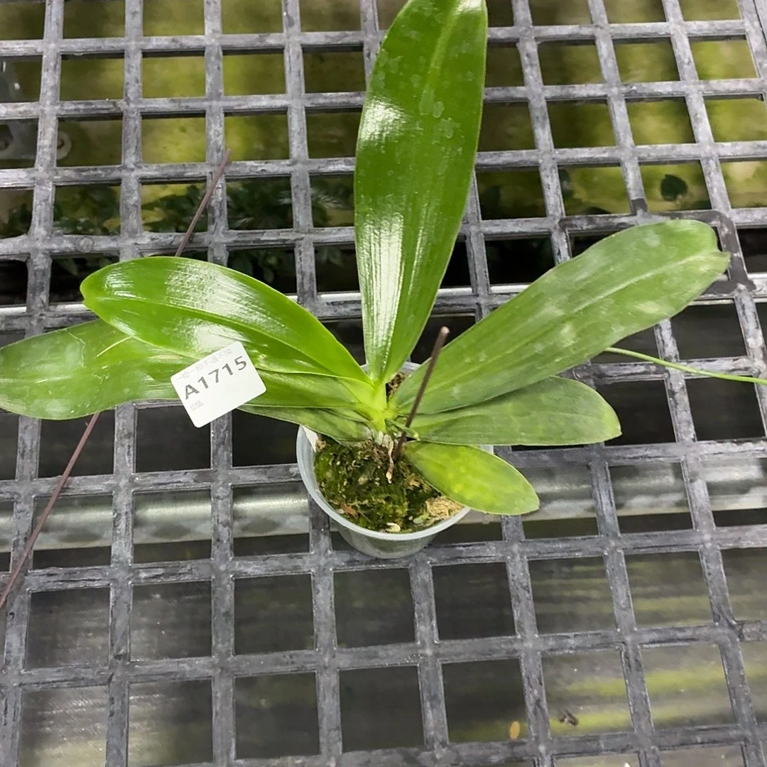当前无花朵，栽培后可花朵A1715yss1162三寸大苗四花剑