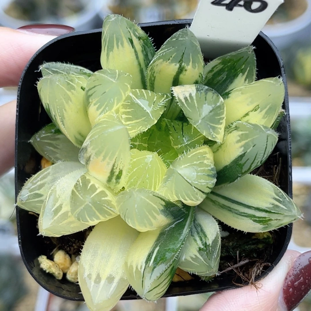 40糊斑趋势特大蓝镜玉露锦福利专场