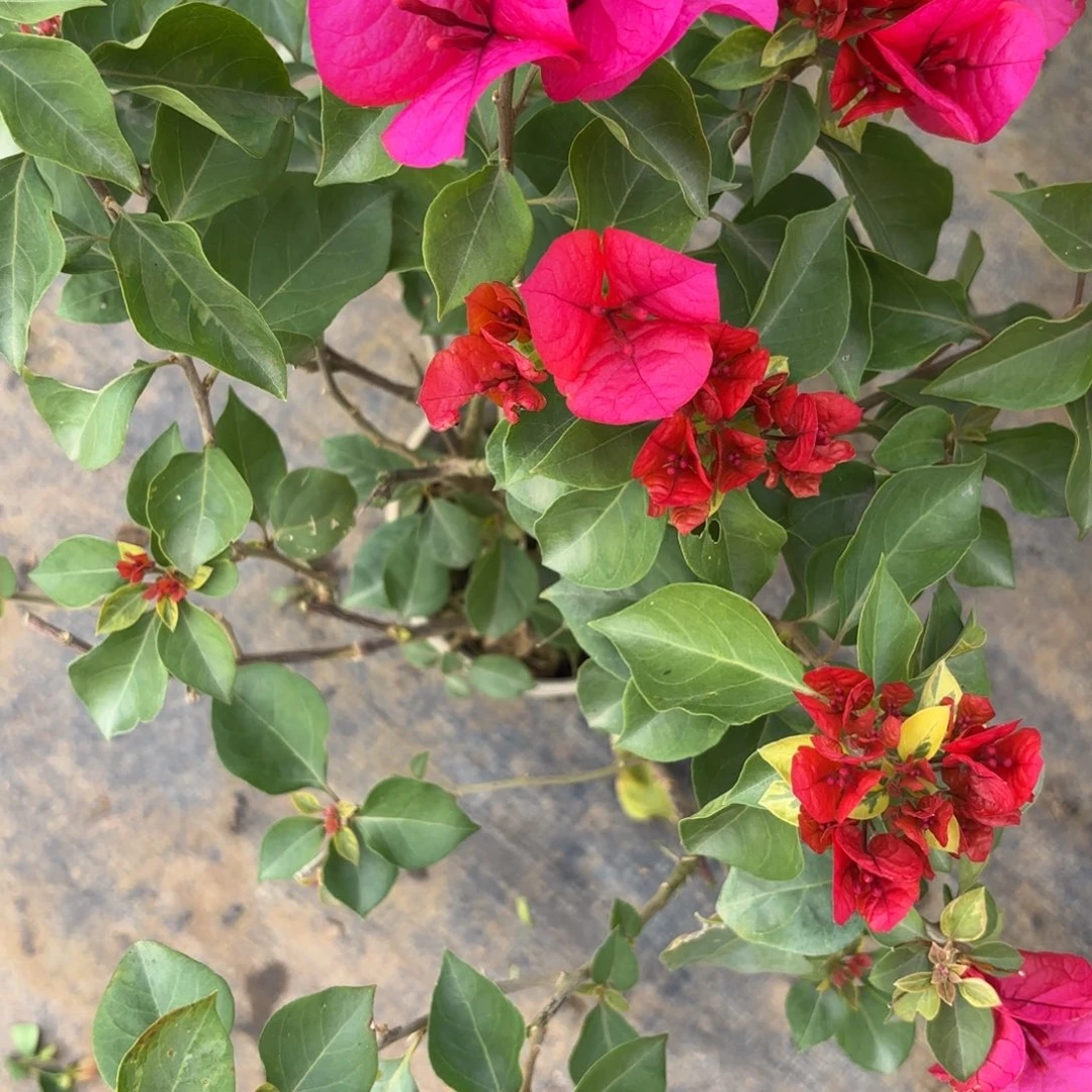 但***久全部花苞（拉菲泰）三角梅会落花落叶会光杆苗有大有小