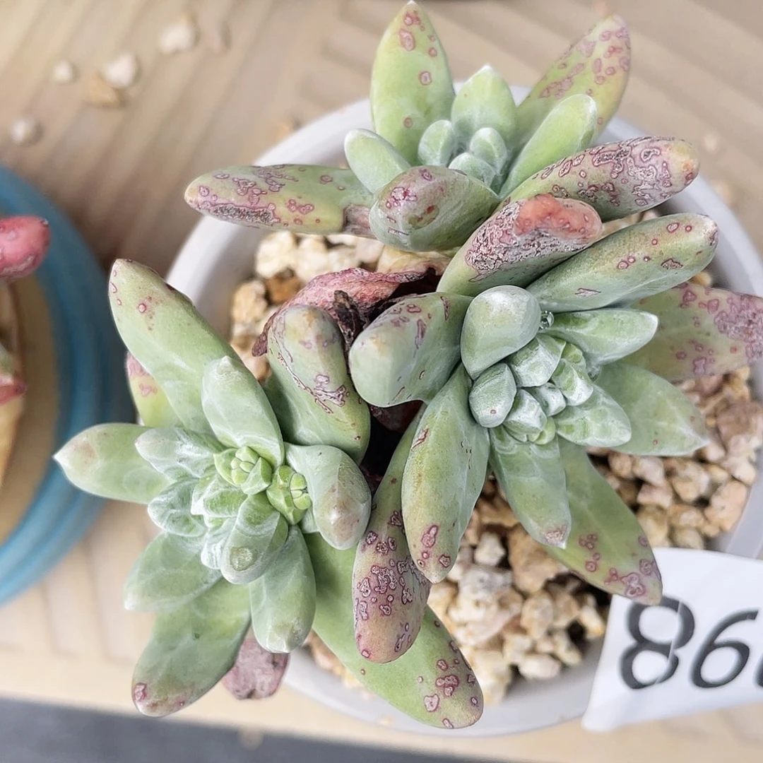 法豆老桩多头3998