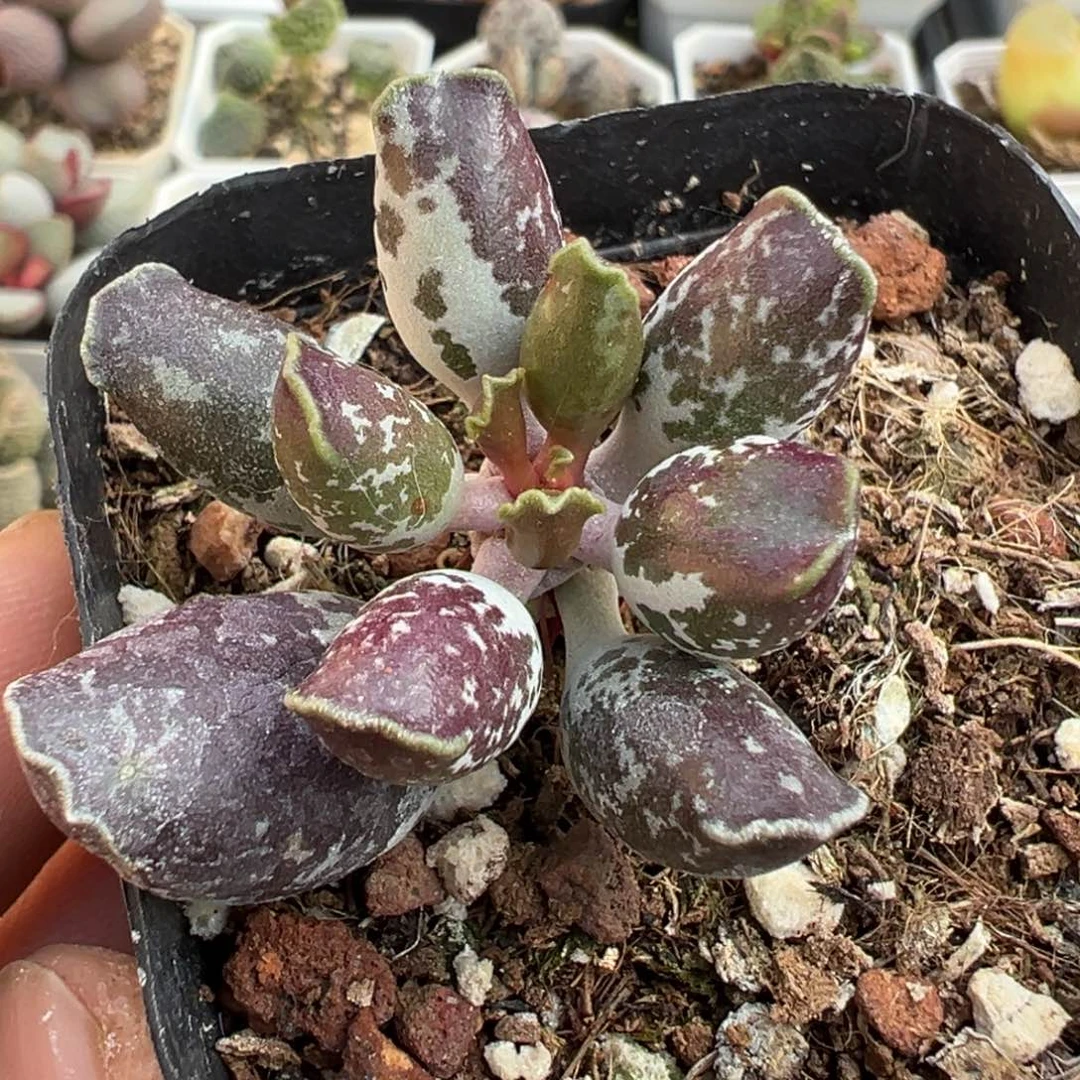 三代亮紫斑海豹多肉植物水泡