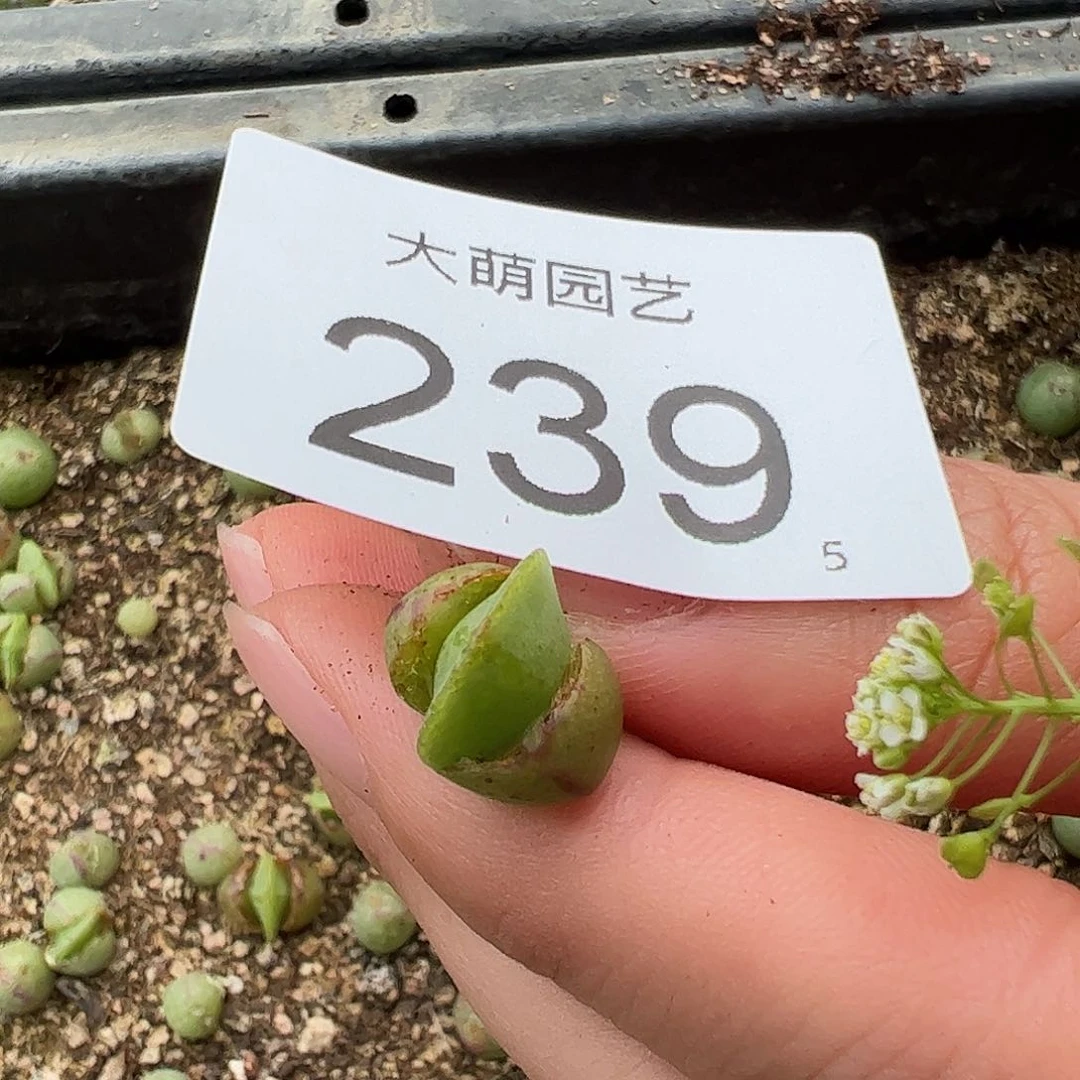 0000239量拍园艺托马斯手工水饺1颗尺寸不大
