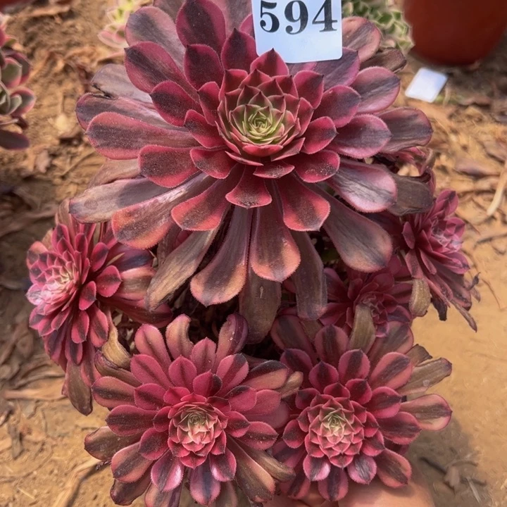 黑同白多肉植物594