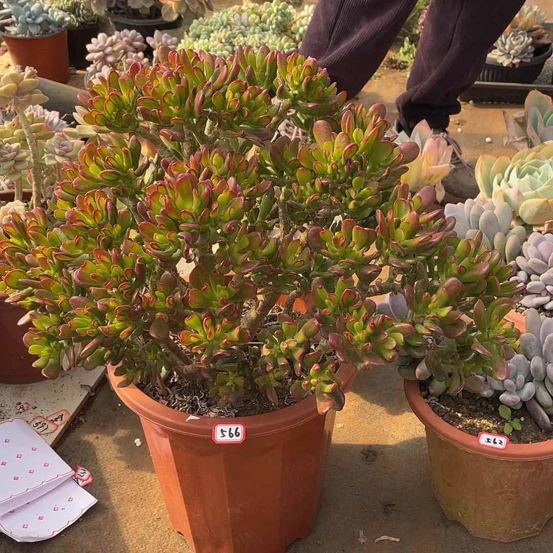 566猫 一物一拍多肉