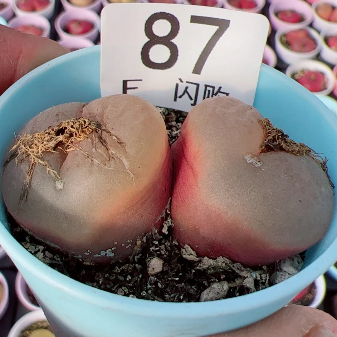 ?***、我很喜欢这个F87