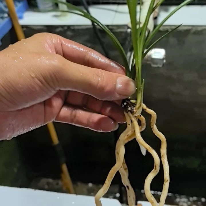 完全开放蕙兰天青素子母苗中等苗