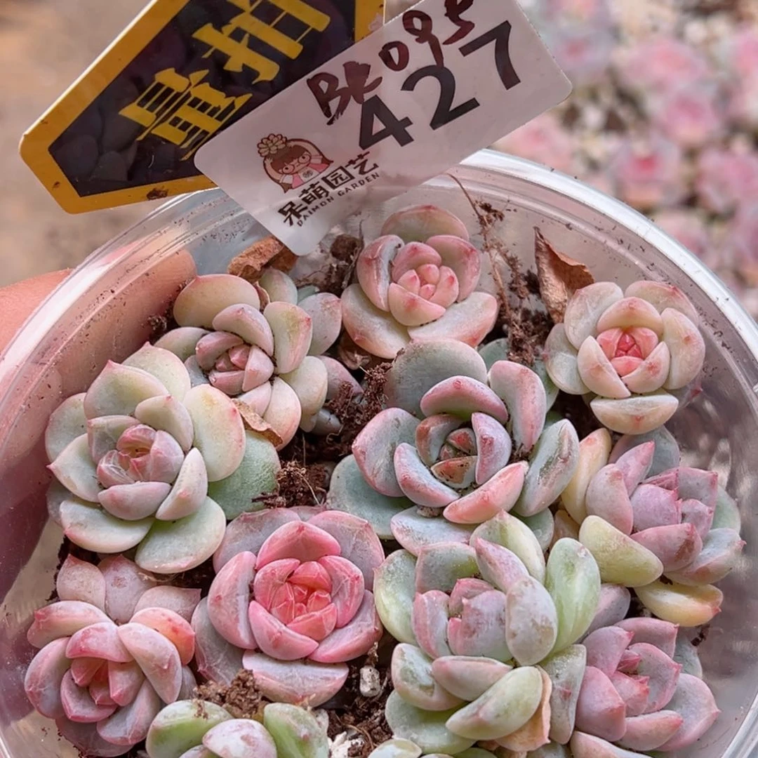 多肉植物多肉植物