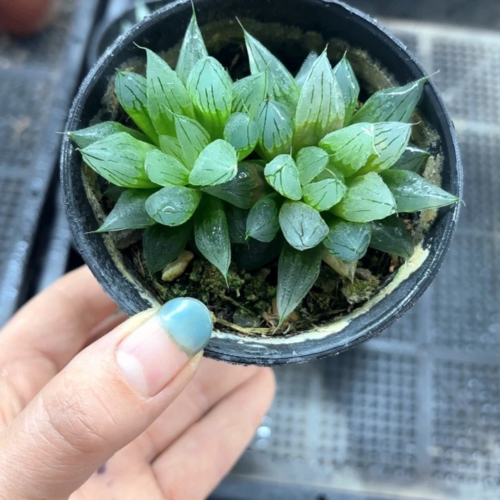 母本冰钻玉露多肉植物