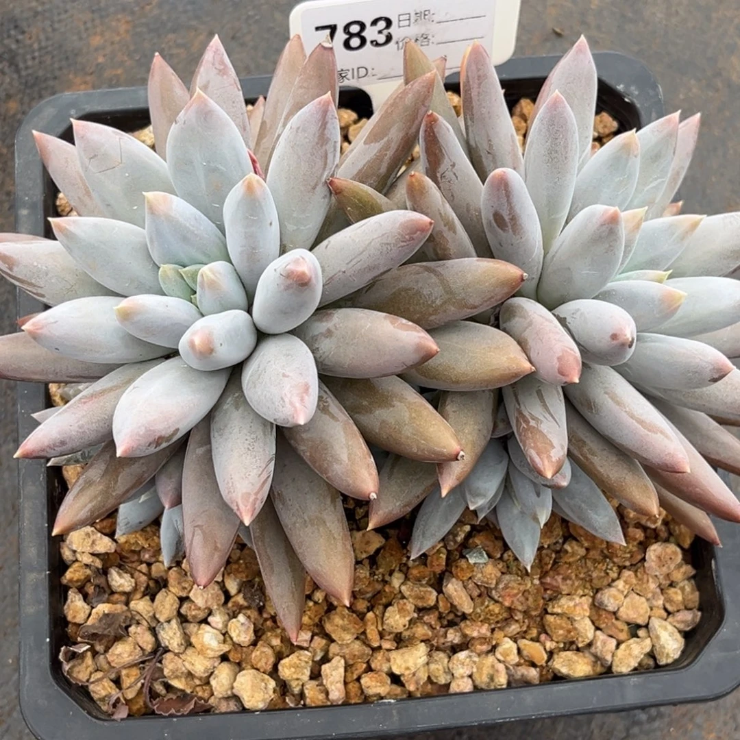 红体多天植物哥特783