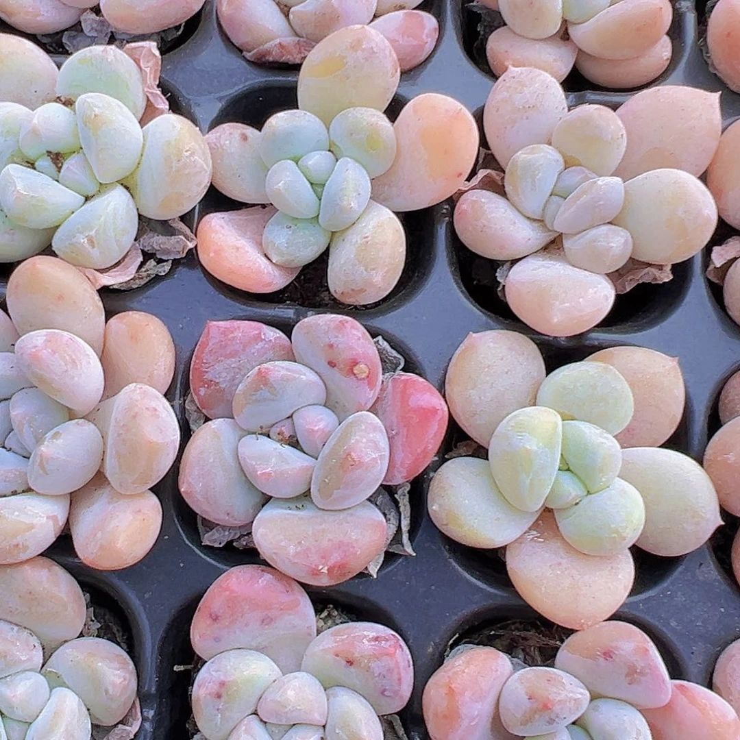 珍妮奶苗5颗19包邮