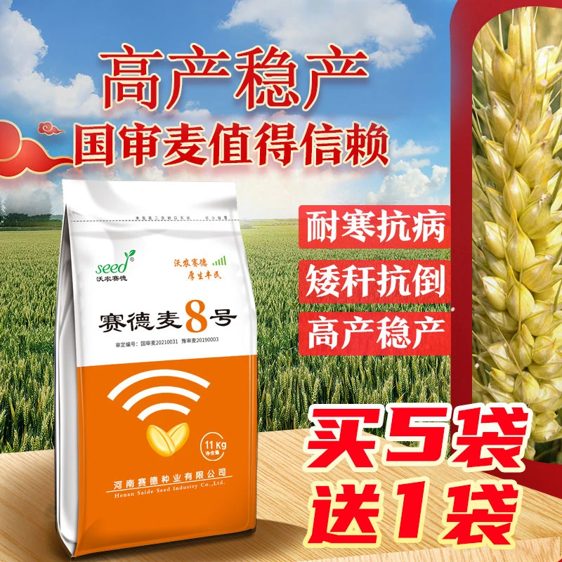 国审赛德麦8号小麦种子矮杆高产抗冻耐旱抗病优质品种