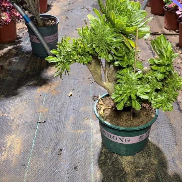 74碧螺春缀多肉多肉多肉