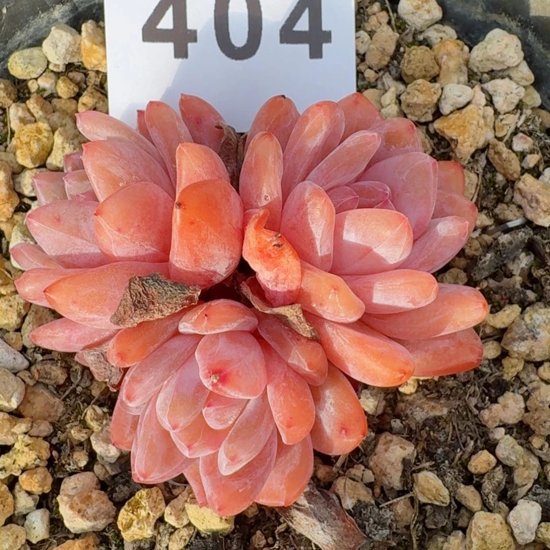 雪之魄          摇身一变高富帅，一夜暴富动作快