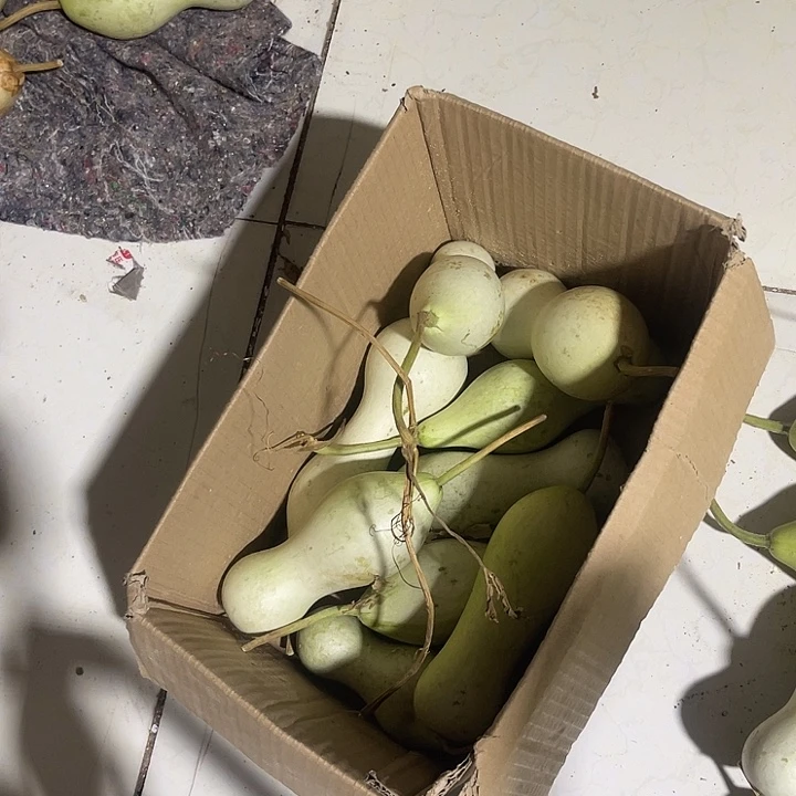 非洲紫檀（红花梨）兰*