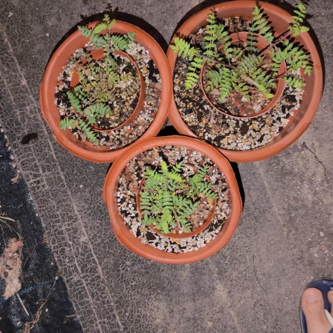 块根植物块根植物