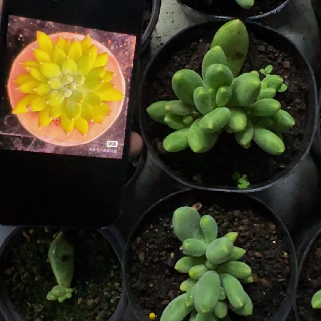 蓝眼睛 群生 一物一拍