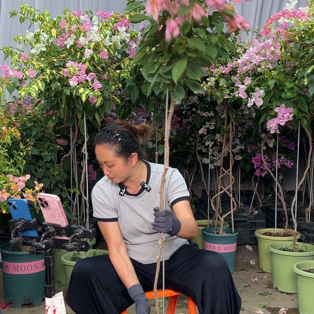 丽***长当前无花栽培后可以开花B52变色龙