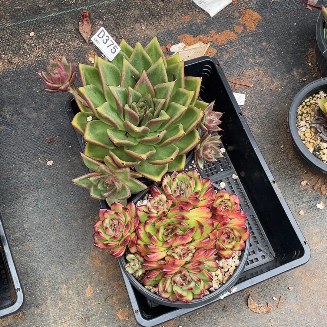 若如东云组拍D375