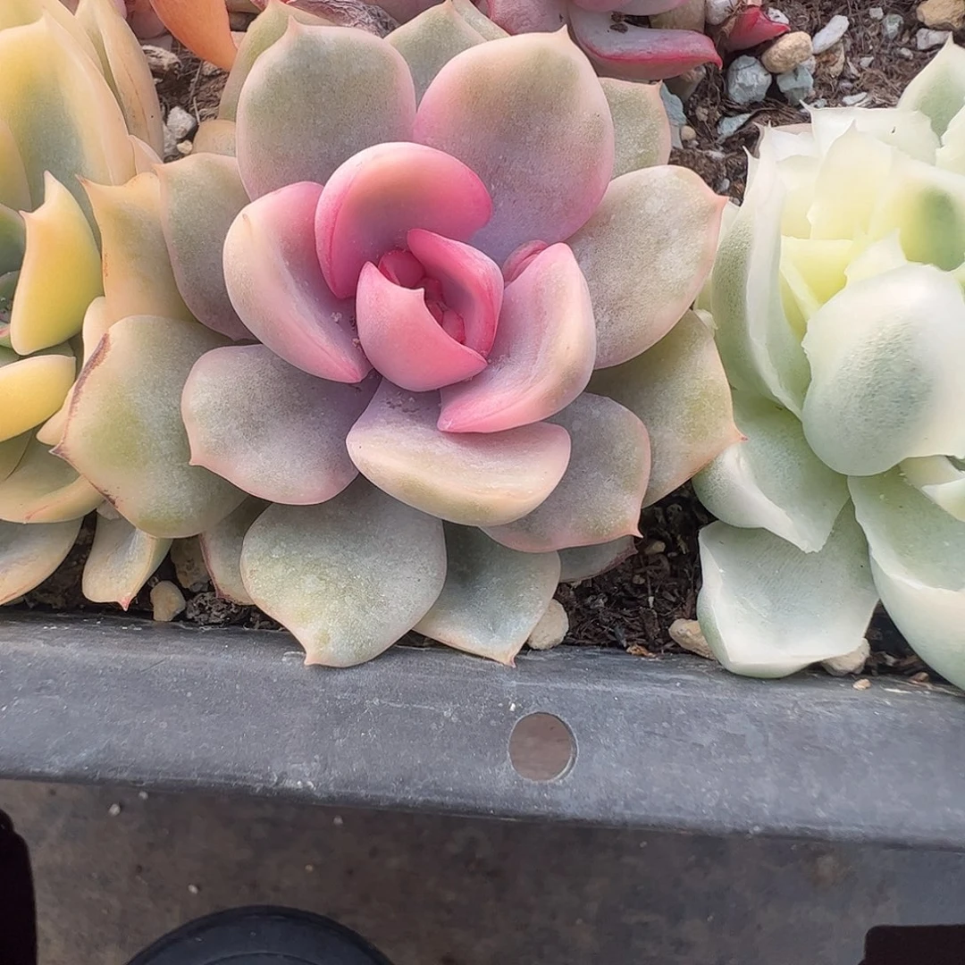 苝****多肉植物多肉植物