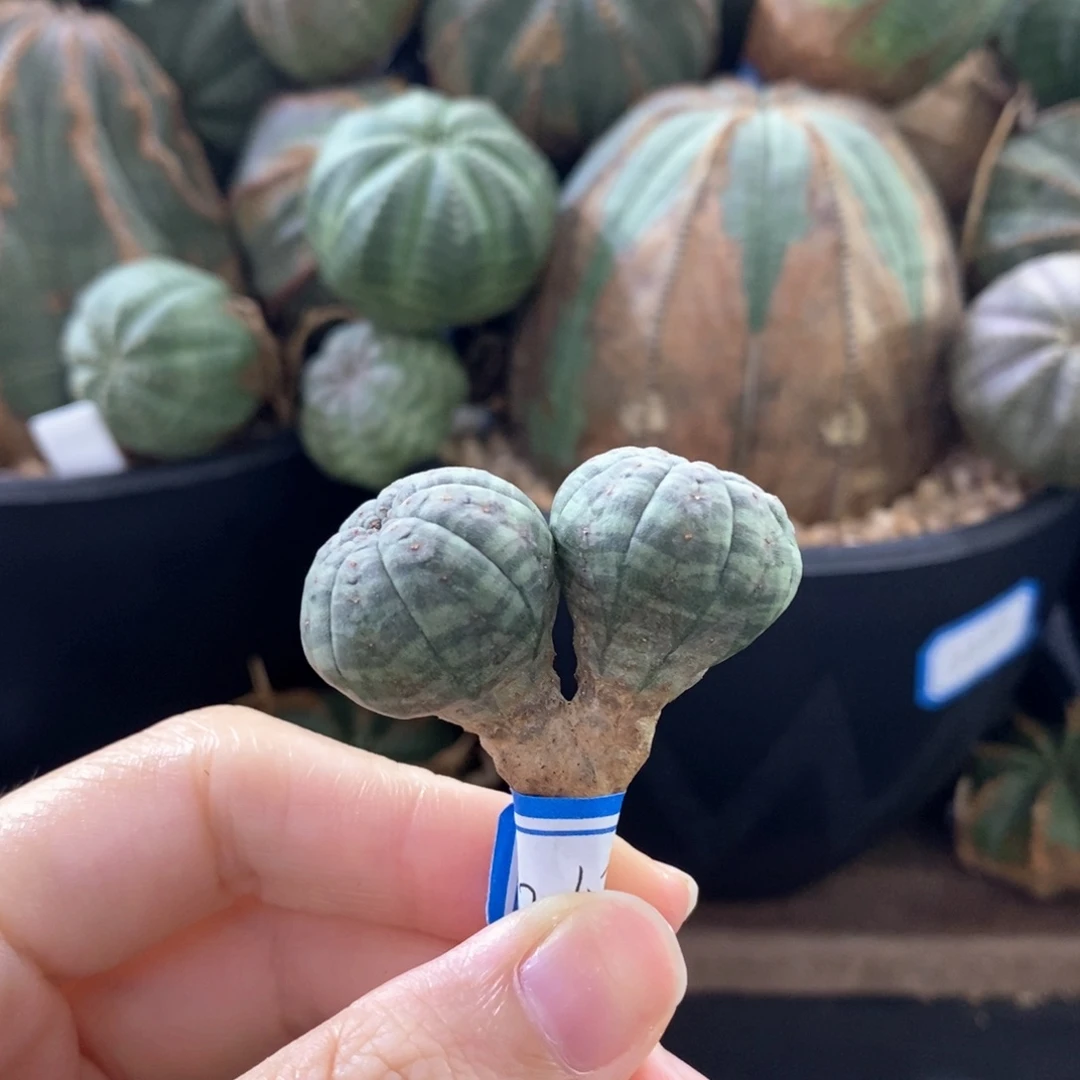 6布纹球精品一物一拍
