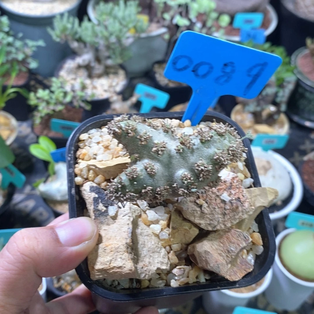 白皮越界多肉植物