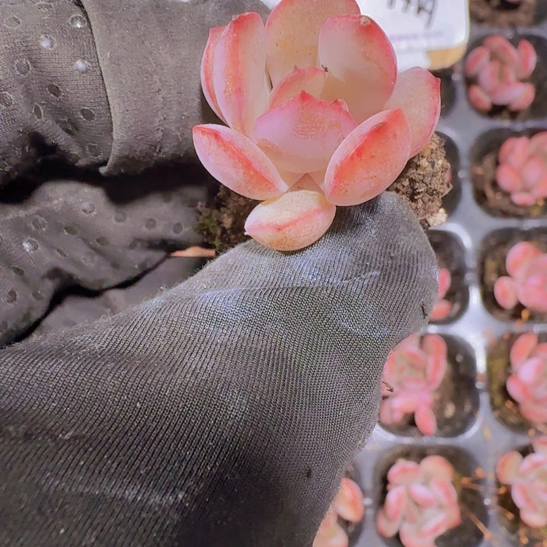 精品格林粉两颗一组