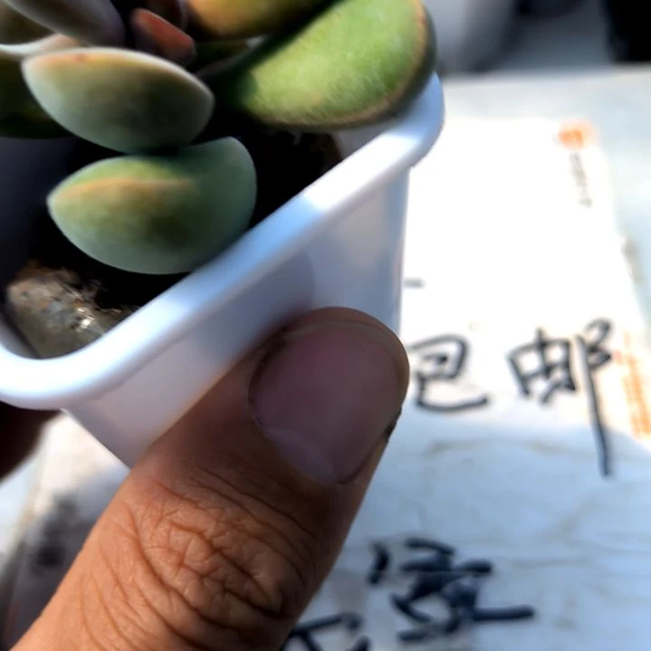 满9元包邮，若歌诗俩颗