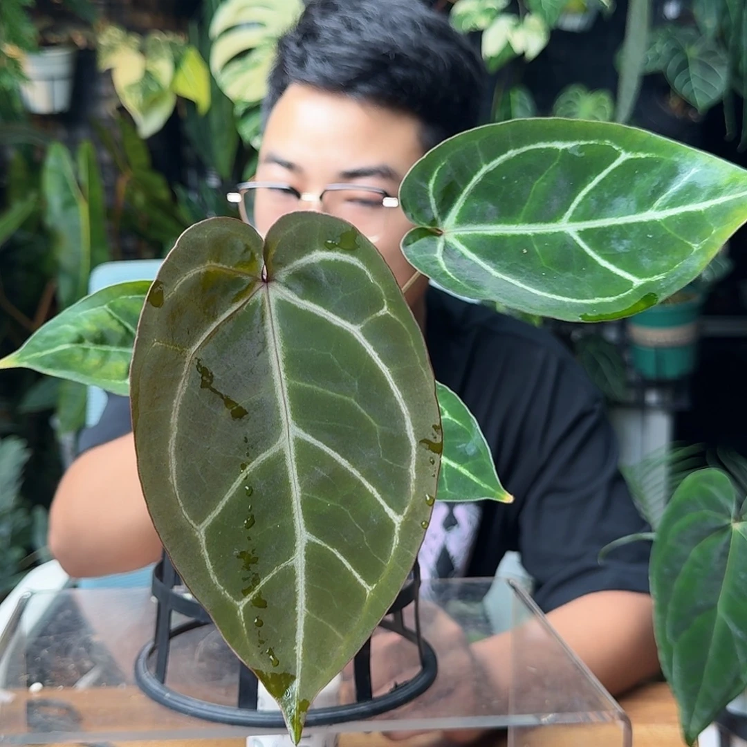 爱***酒无花朵一物一拍D120