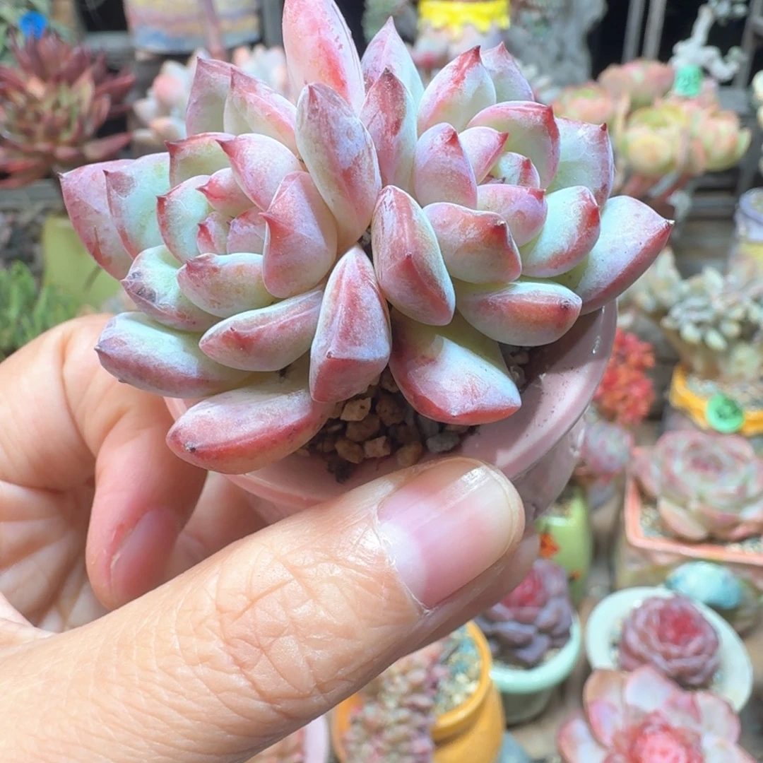 白梦 多肉含盆土 一物一拍