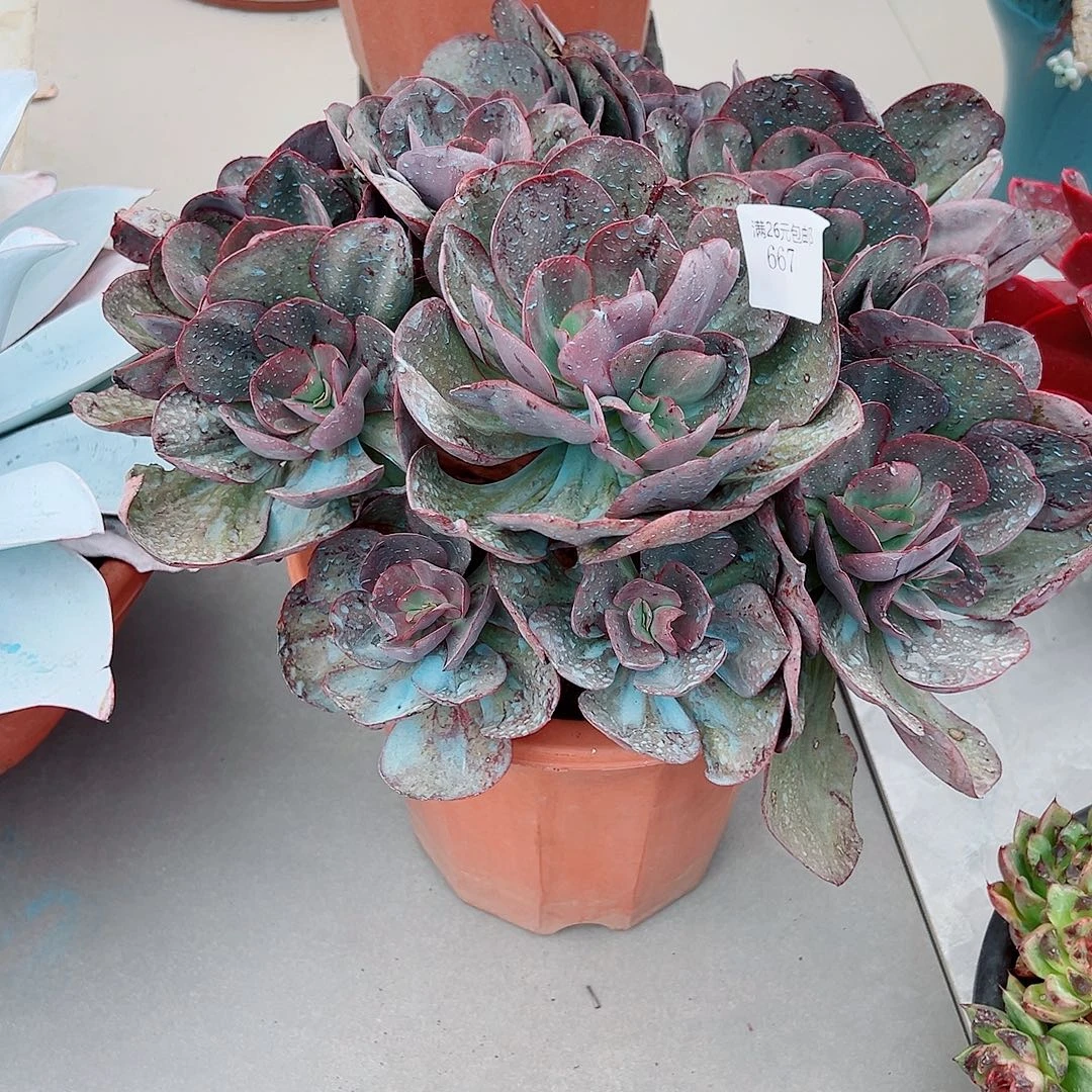 兰***朵667初吻多肉植物多肉