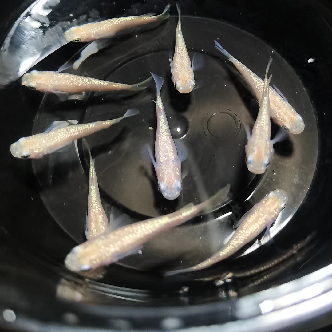 金丝雀观背青鳉淡水观赏鱼冷水鱼小型鱼活体观赏鱼星光鱼古法养鱼