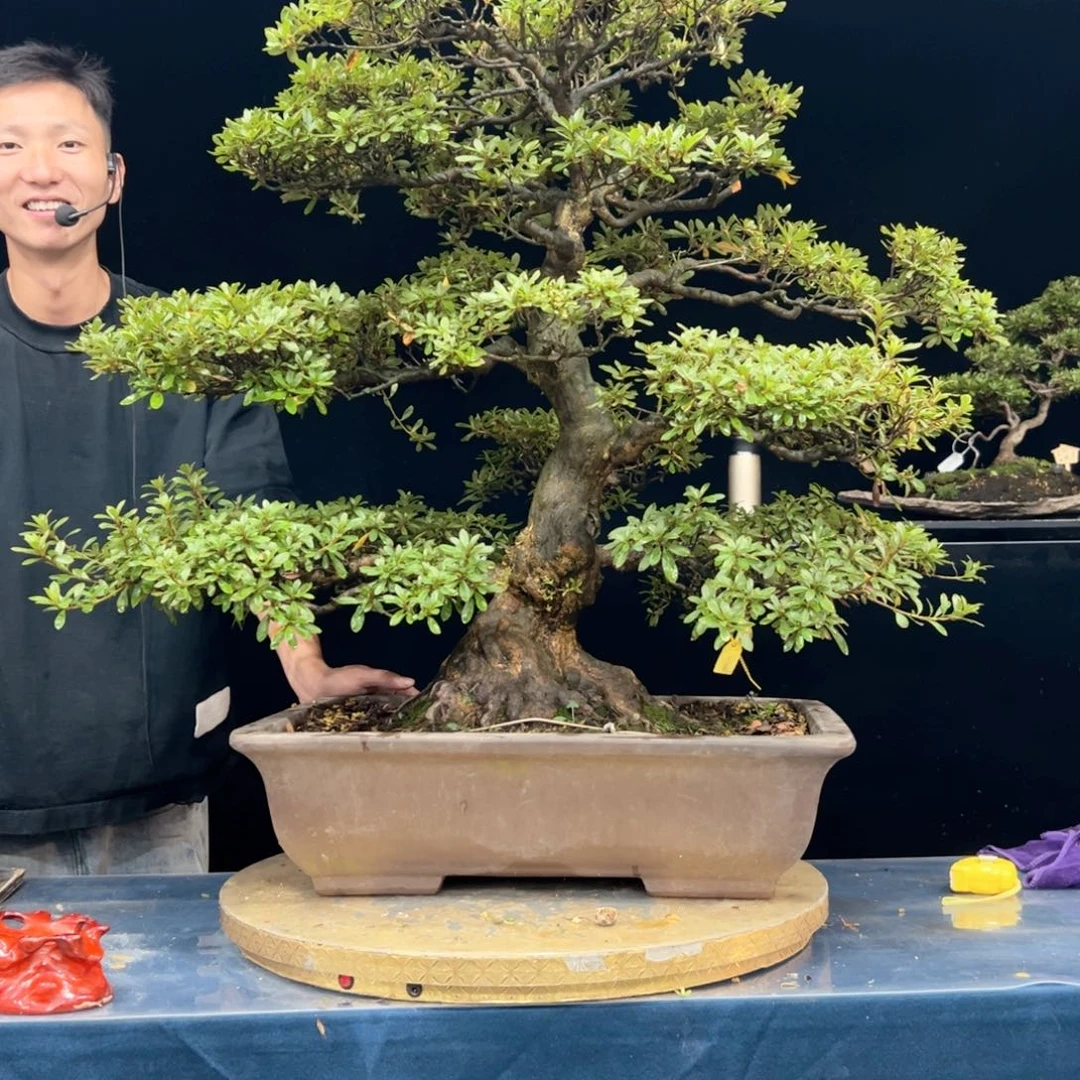 在***胖无花朵皋月杜鹃南波锦杜鹃