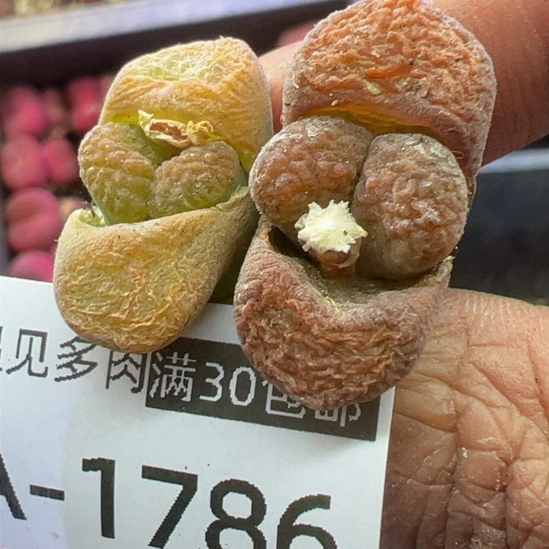 多肉植物11111111111111