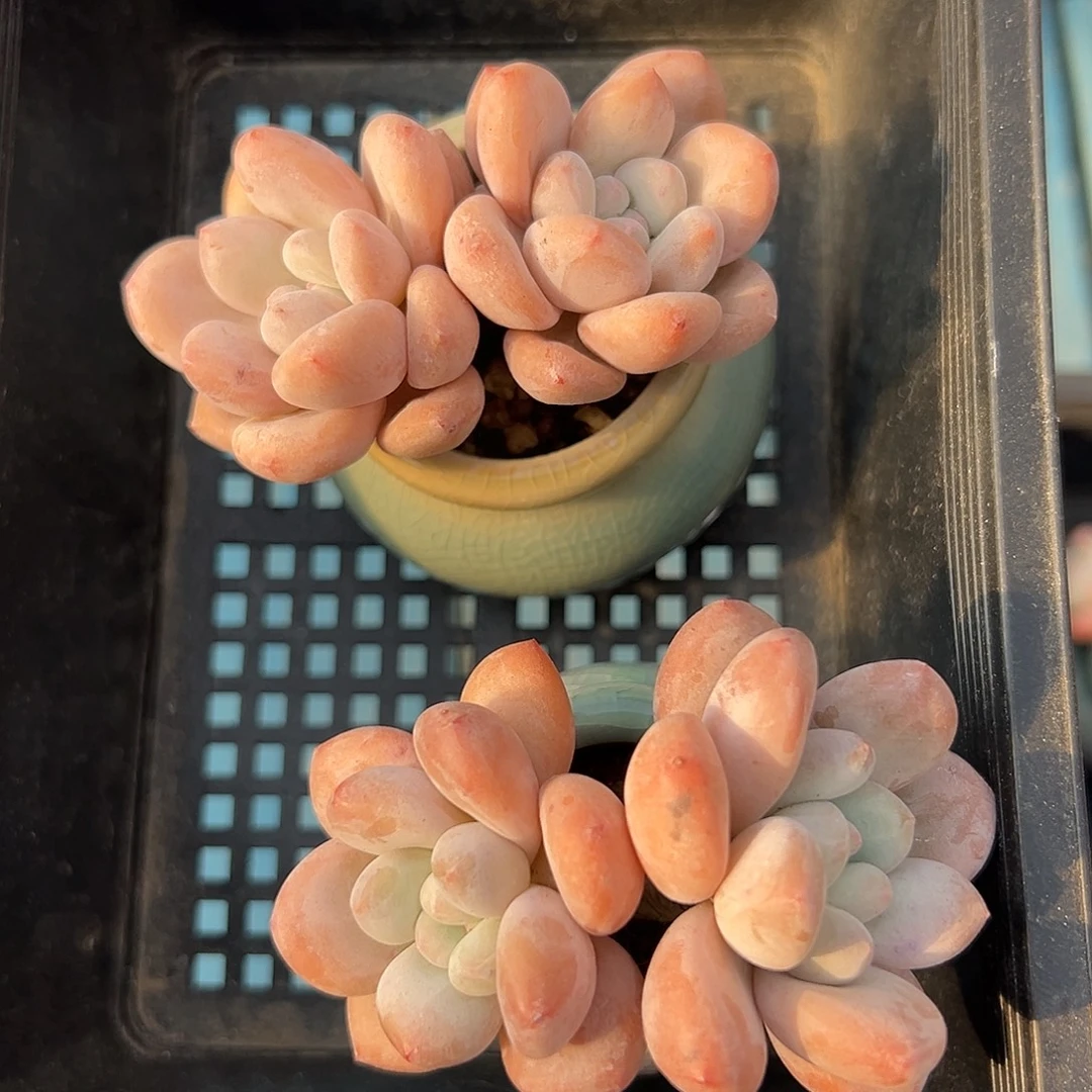 2760，俩个双头香水粗腿带盆