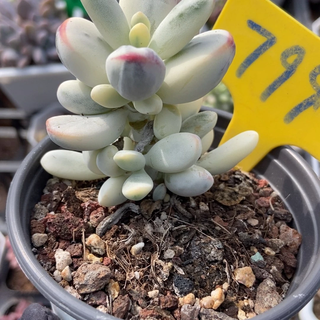 799福娘锦多肉植物多肉