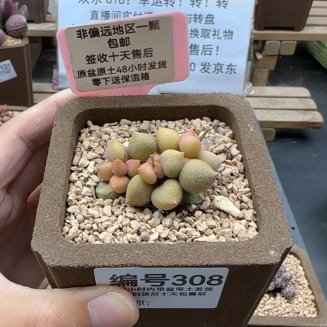 飔*308小辣椒多肉植物