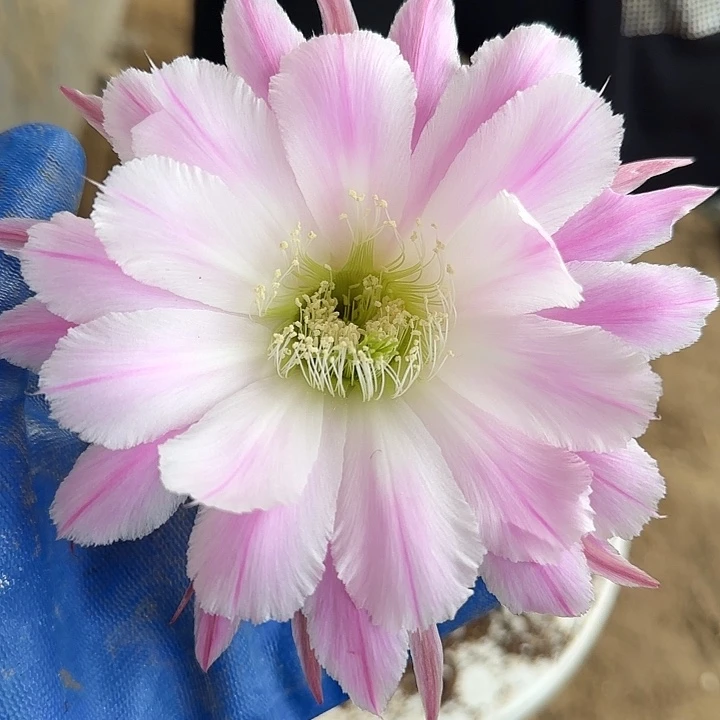 仙人球带根彩草54