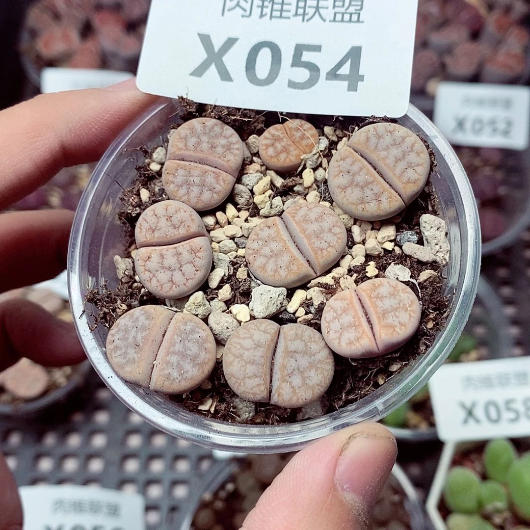 54呃呃呃呃呃呃呃呃呃呃呃