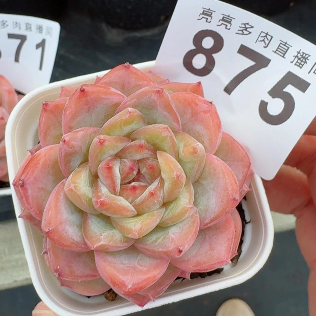 孤品         上新多肉植物