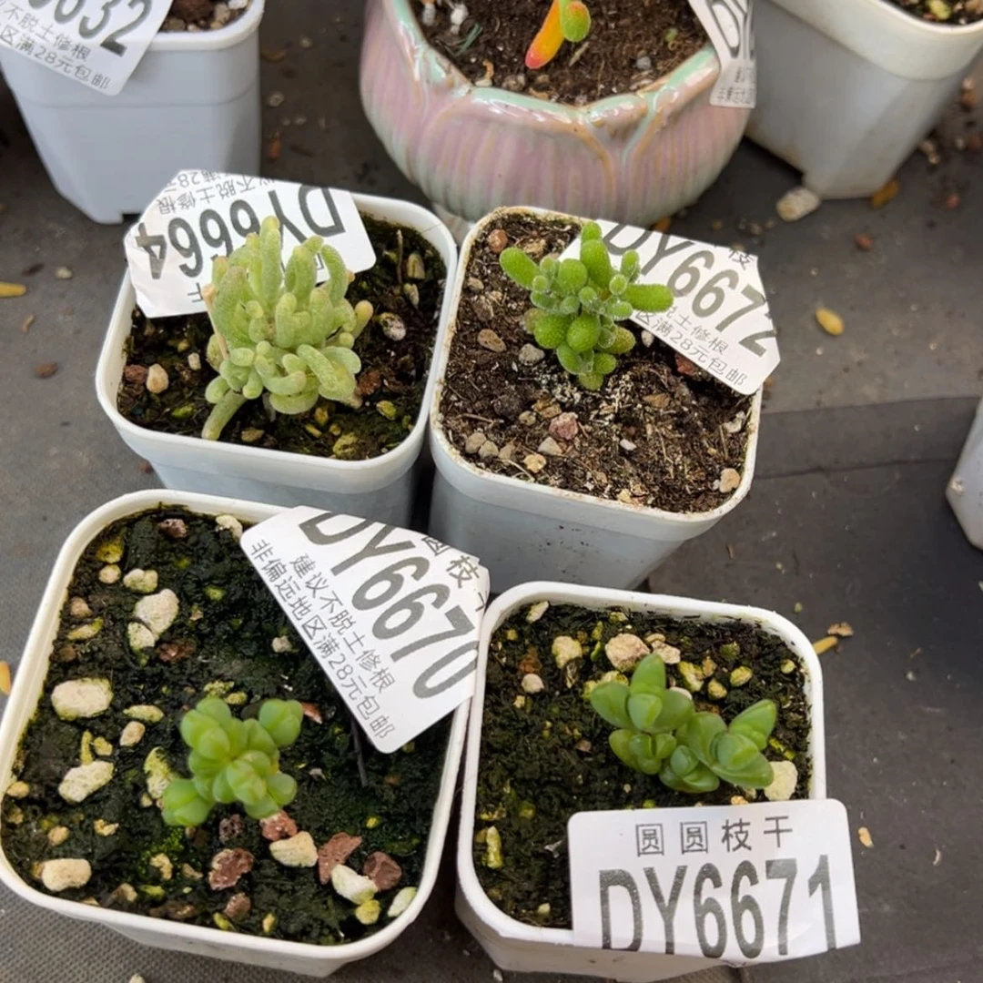 【闪购商品】～**～dy6664/72/71/70四颗小可爱