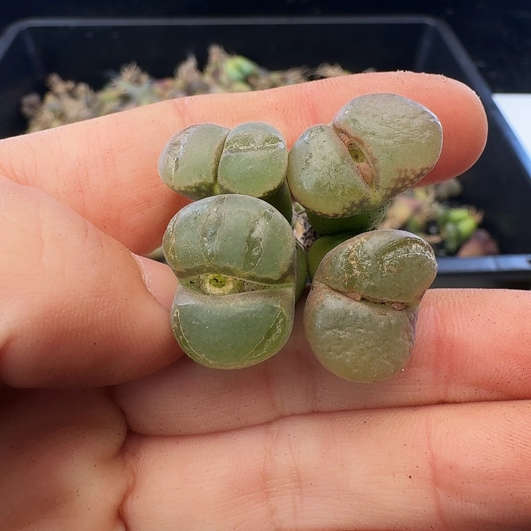 福利瑕疵风铃介意慎拍142