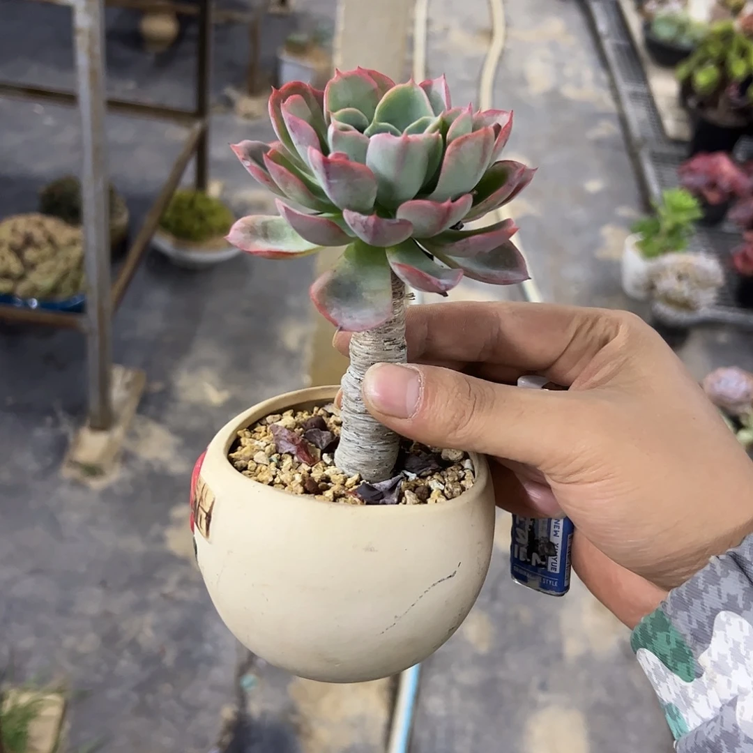 ****嘻雨滴8零零多肉植物