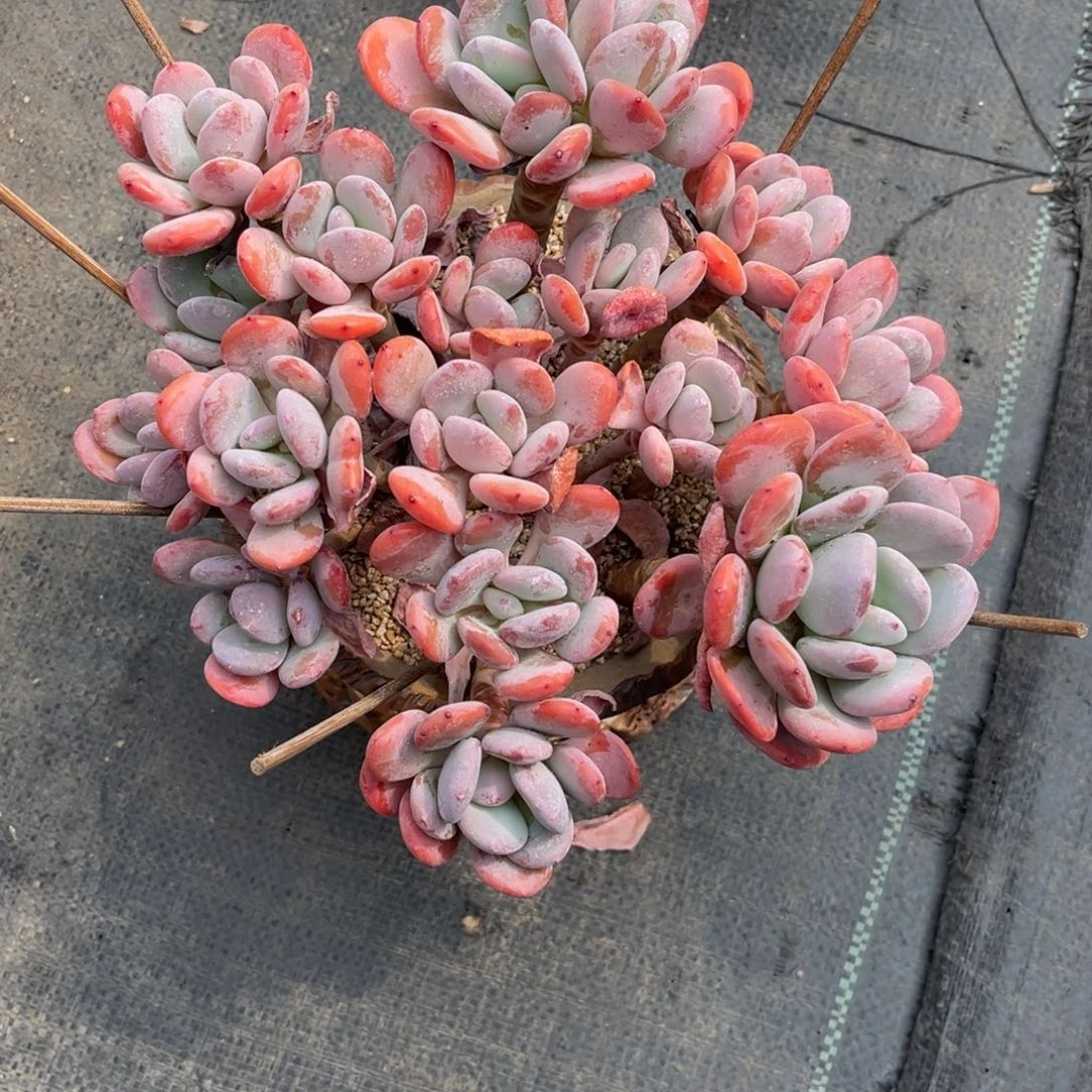 原叶灰姑娘脱土发货。。。